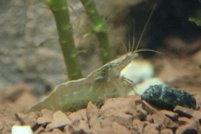 Atyaephyra desmarestii