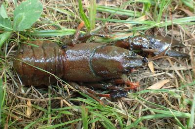 Pacifastacus leniusculus