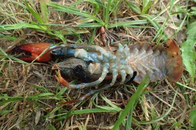 Pacifastacus leniusculus