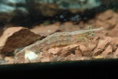 Atyaephyra desmarestii