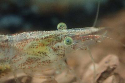Atyaephyra desmarestii