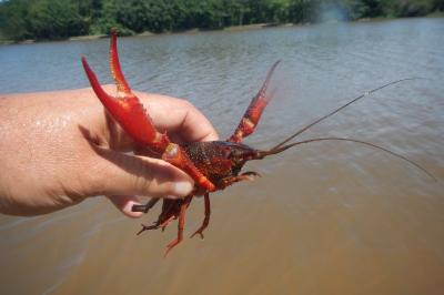Procambarus clarkii