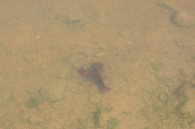 Procambarus clarkii