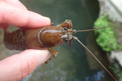 Pacifastacus leniusculus