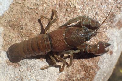 Pacifastacus leniusculus