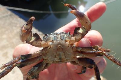 Pachygrapsus marmoratus