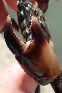 Pachygrapsus marmoratus