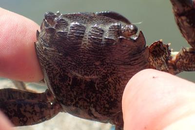 Pachygrapsus marmoratus