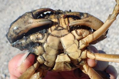 Carcinus maenas