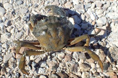 Carcinus maenas