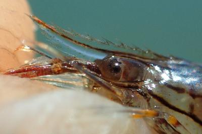 Palaemon elegans