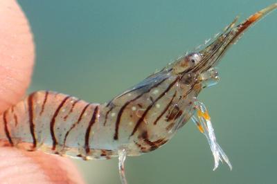 Palaemon elegans