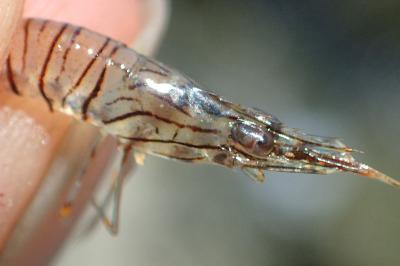 Palaemon elegans