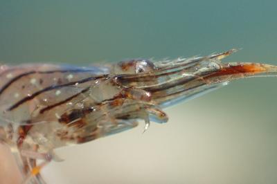 Palaemon elegans