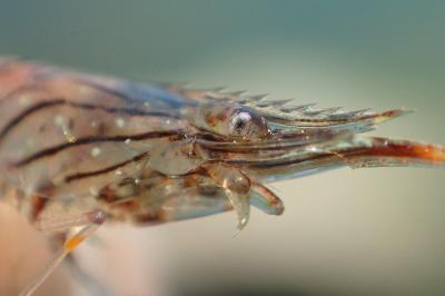 Palaemon elegans