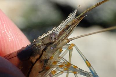 Palaemon elegans