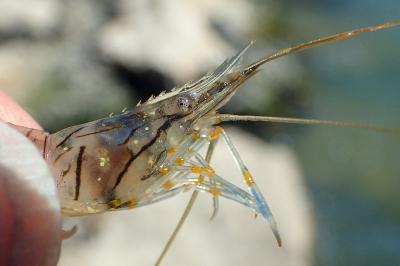 Palaemon elegans