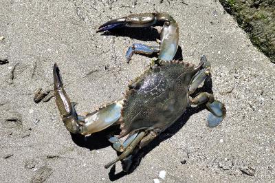 Callinectes sapidus