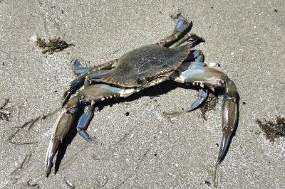 Callinectes sapidus