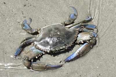 Callinectes sapidus