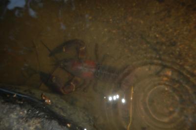 Pacifastacus leniusculus