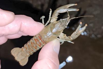 Faxonius limosus