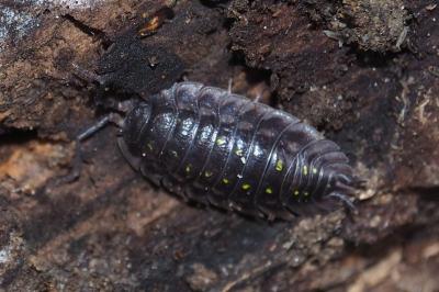 Oniscus asellus