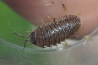 Armadillidium nasatum