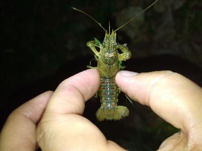 Faxonius limosus