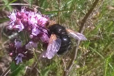 Tachina grossa