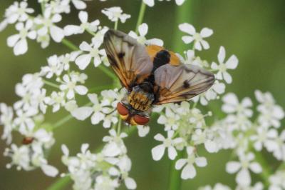 Ectophasia crassipennis