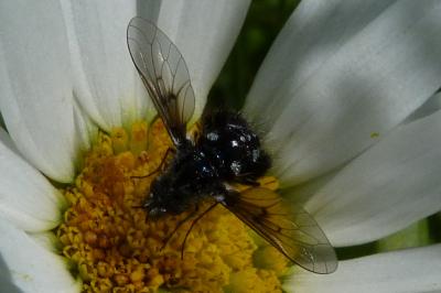Bombylella atra