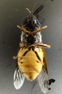 Odontomyia annulata