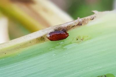 Phytomyza gymnostoma
