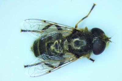 Eristalinus aeneus