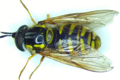 Chrysotoxum cautum