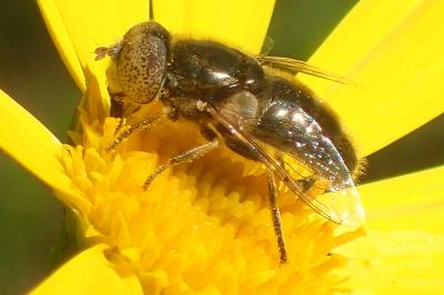 Eristalinus aeneus