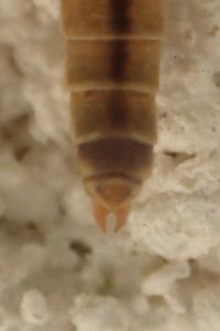 Tipula vernalis