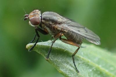 Pherbellia cinerella