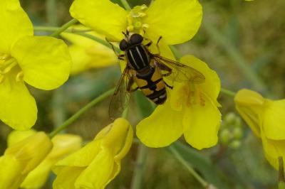 Helophilus trivittatus