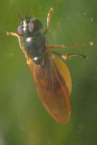 Melanostoma mellinum