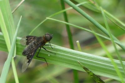 Hemipenthes morio