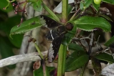 Hemipenthes velutina