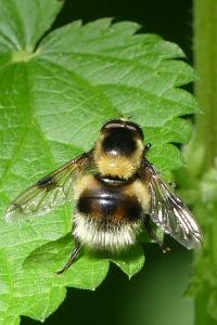 Volucella bombylans