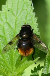 Volucella bombylans
