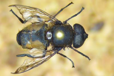 Eristalis tenax