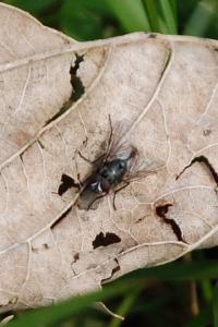 Musca autumnalis