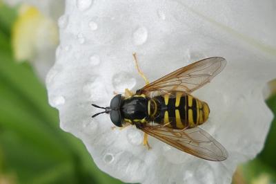 Chrysotoxum cautum