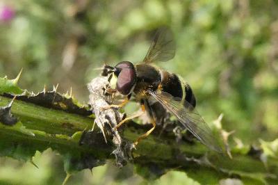 Dasysyrphus tricinctus