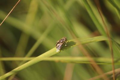 Eristalinus aeneus